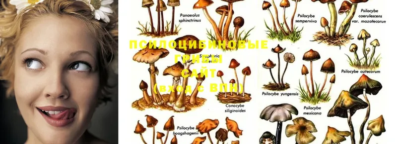 купить   кракен   Псилоцибиновые грибы Cubensis  Усолье-Сибирское 